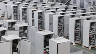 12 Things About Guinea Fowl I Wish Someone Had Told Me